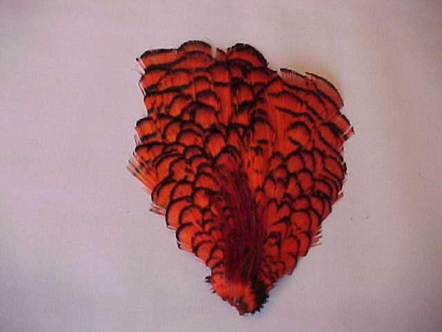 1   Lady Amherst  Neck (Cape)     Feathers...Hot Orange /Black Bar Colour...... - shadowlakesports
