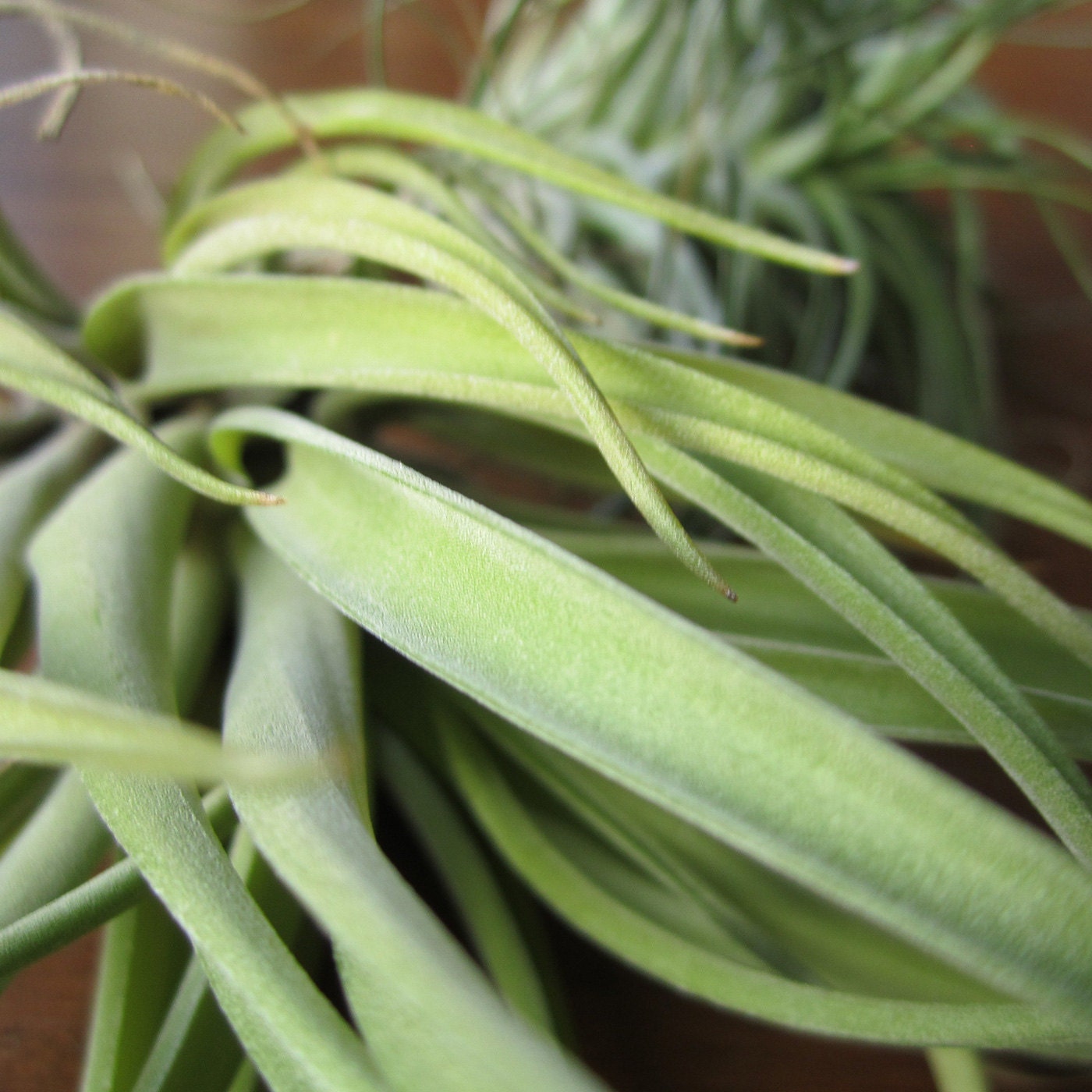 Two Large Air plant tillandsia grab bag airplant