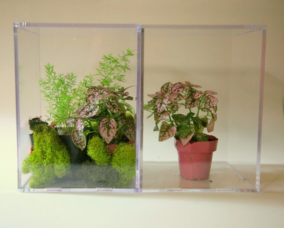 Items similar to New Terrariums Minimalist acrylic terrariums Put