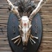 for men, hunters: whitetail skull with driftwood antlers, taxidermy mount with skeleton keys and wasp's nest