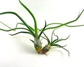 Air Plant Mini Me Pack  - Tillandsia Bulbosa Belize and Bulbosa  Plant Gift