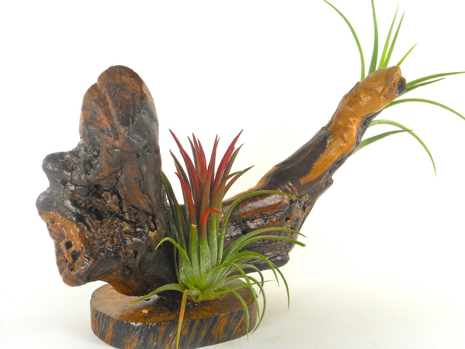Grapewood and Air Plant Centerpiece Arrangement Unique Natural Gift For Men Rustic Office Decor Gifts under 50