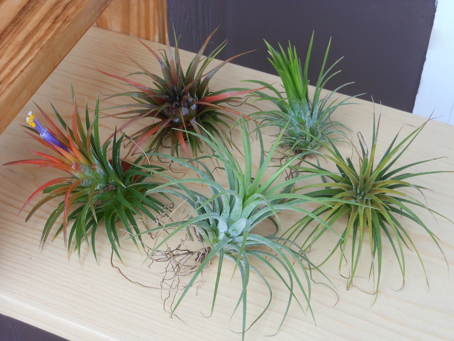 Air Plant Variety Pack - 5 Assorted Ionantha