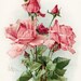 KLEIN PINK ROSES Vintage Flowers Digital Image for Cardmaking Scrapbooking Altered Art Mixed Media