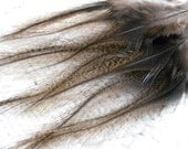 Coq de Leon Rooster Feathers, Medium Pardo, Natural Unique Craft Feathers Qty12