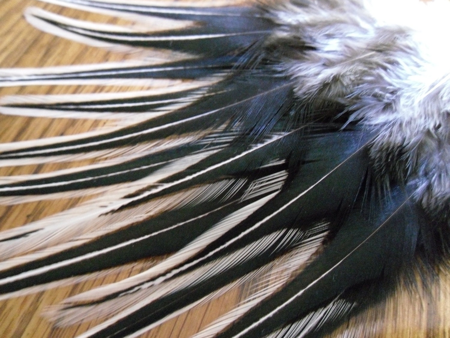 Rooster Feathers, Black Laced White Rooster Feathers