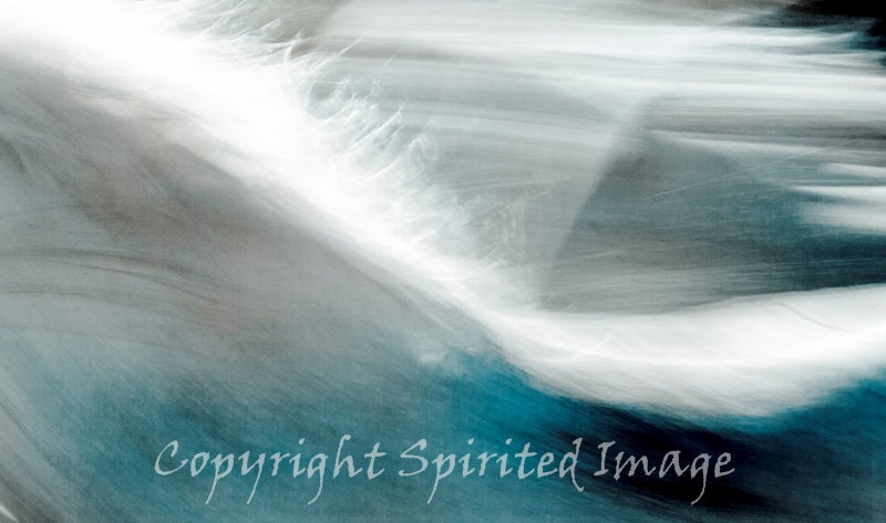 HORSE PHOTO - Horses of the CAMARGUE - Closer 2 - Edition Print