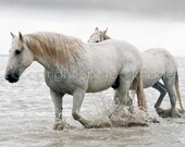 CAMARGUE HORSE, 7.5x5in Print - HERCULES