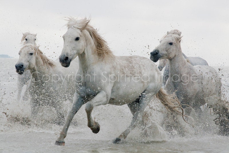 CAMARGUE HORSE, 7.5x5in Print - DANCER