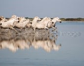 HORSE PHOTOGRAPHY, Horses of the CAMARGUE - Long Run - Edition Print