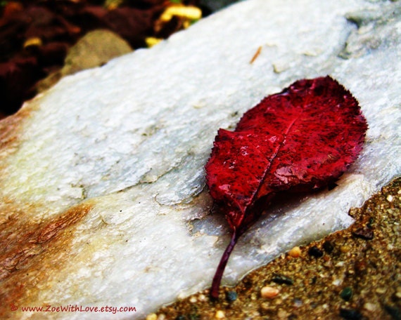 Autumn Leaf Photograph - Red Fall Photo - Change Apoptosis Beauty - Unique Fine Art Photography 8x10 After The Rain - ZoeWithLove
