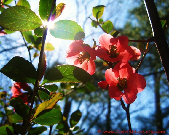Red Flowers Photography - Blue Skies Photo- The Sun Garden Nature Flora - Fine Art Photography 8x10
