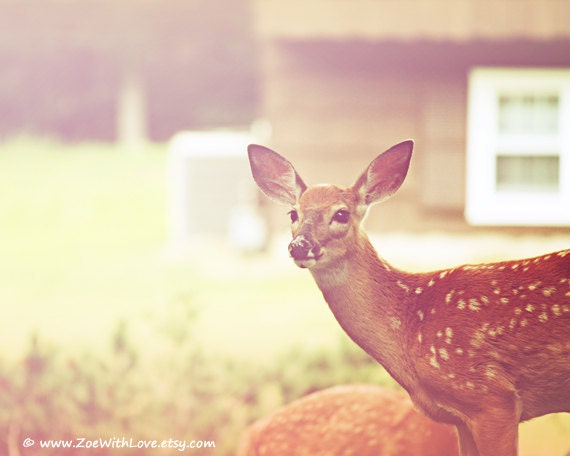 Deer Photograph - Bambi - Doe - Secret Garden - Dreamy Nature  Fine Art Photography 8x10 'Bambi'