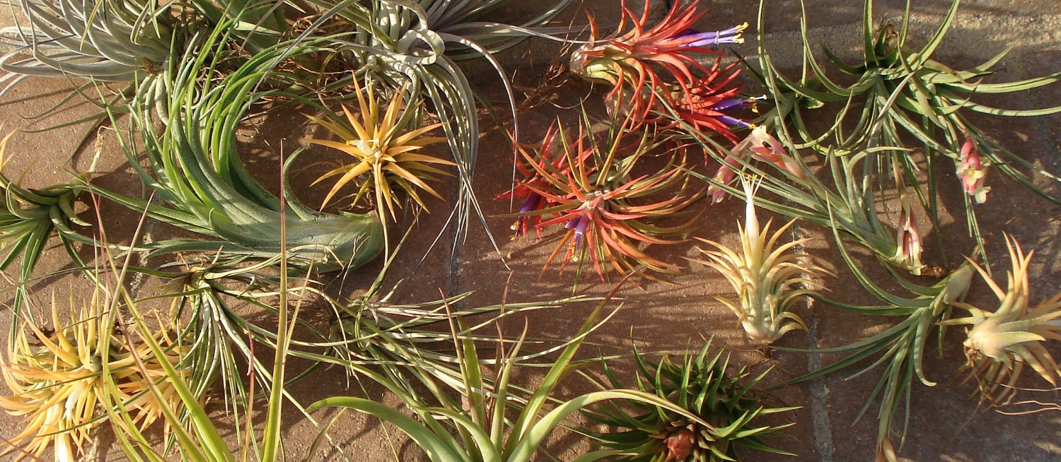 Air plant Mix of ten