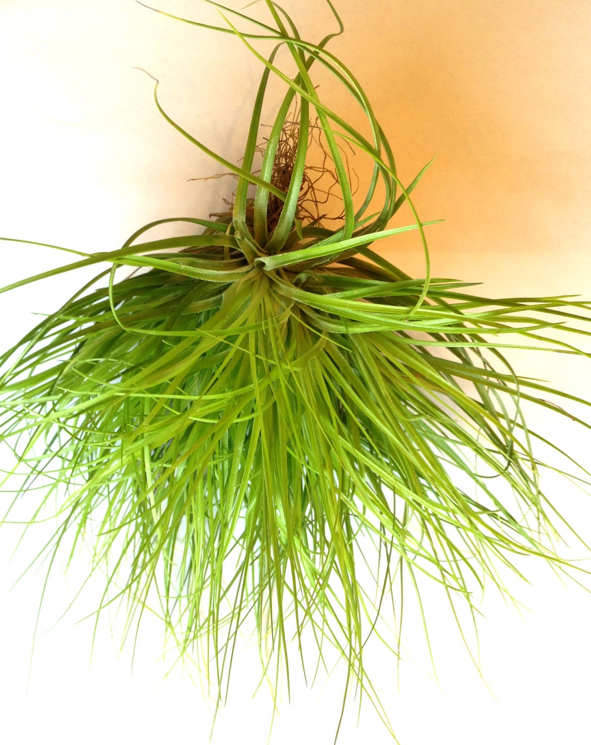 Air Plant Stricta Soft Clump