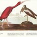 70s Wall Art Vintage Bird Print 1971 Prints 397 and 398, Paper Ephemera, Very Fine Condition, Collectible, Home Decor