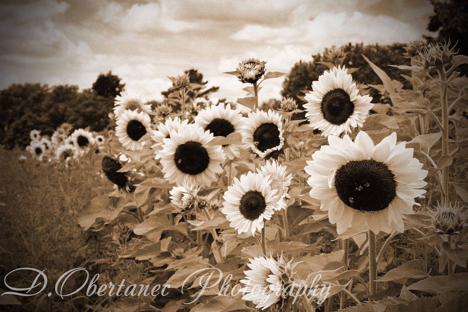 Sunflower Golden Sepia Farmhouse Decor by ShadetreePhotography