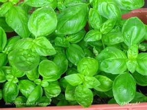 Basil - Sweet Herb - Heirloom - Organic - 30 Seeds