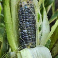 Corn - Jade Blue Heirloom - Organic - Grow in a pot.  Super sweet 30 seeds