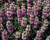 Bee Balm Herb -Medicinal - Culinary - Heirloom - Organic - 50 Seeds