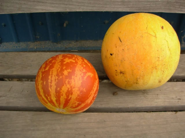 Melon - Tigger - Heirloom - Organic - Very Unique - 25 Seeds