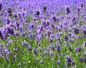 Lavender Herb - Heirloom - Organic - Perennial - 50 Seeds