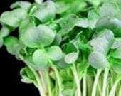 Watercress - Upland Herb  Heirloom  50 Seeds