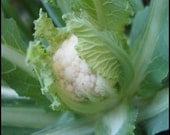 Cauliflower - Snowball - Heirloom  50 Seeds