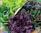 Lettuce - Mixture - Heirloom - Organic - 100 Seeds