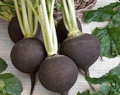 Radish - Very Black Spanish - Heirloom - 30 Seeds