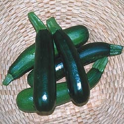 Squash - Zucchini Black Beauty - Heirloom - 20 Seeds