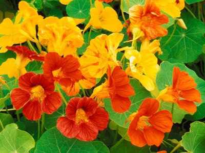 Nasturtium - Dwarf Alaska Mixed Colors - 20 Seeds - Heirloom