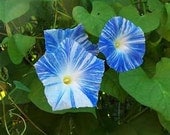 Morning Glory - Flying Saucer - Heirloom - 15 Seeds