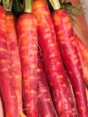 Carrot - Atomic Red - Heirloom - Great for Children - 50 Seeds