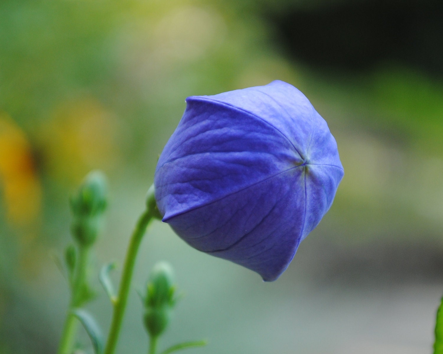 Blue Flower Anticipation 8X10 Etsy Fine Art Print