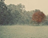Fine art photo red leaf tree in snow and ice storm, blue, green, gray and red, 10x10 fine art print