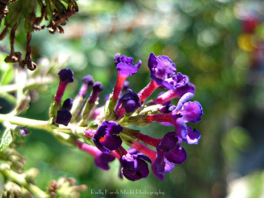 Purple photo royal green macro flower petals botanical bokeh fine art print