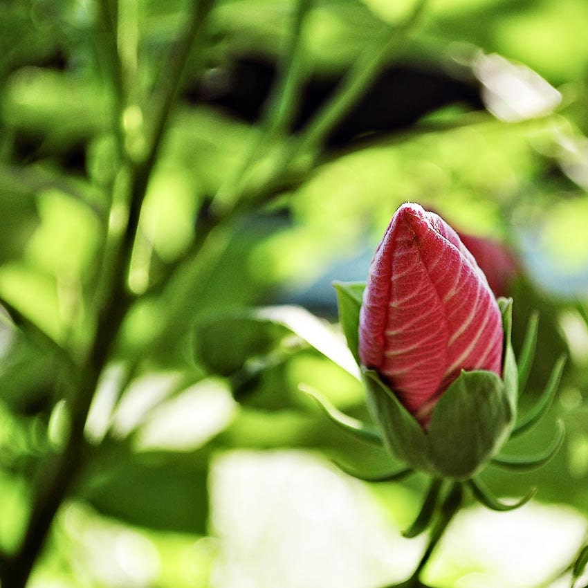 Pink green photo summer flower bud soft focus natural light botanical print