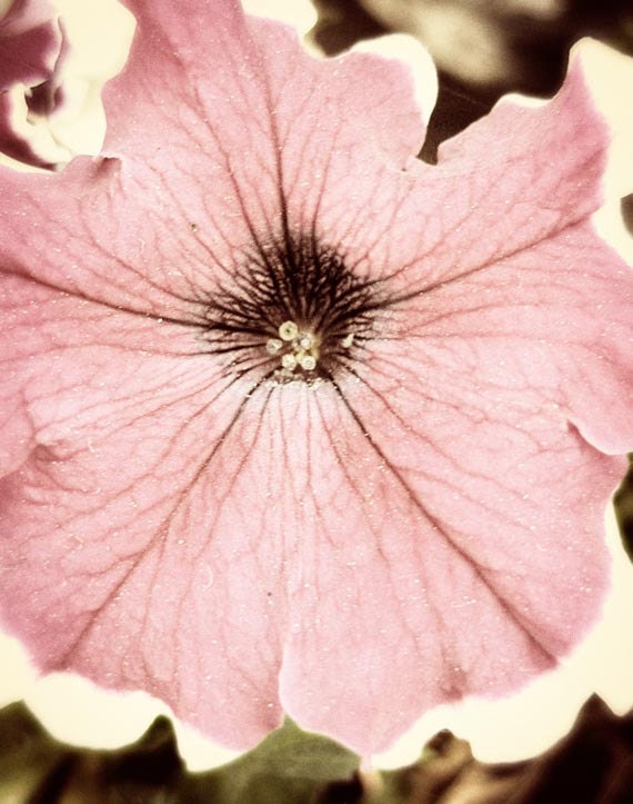 Photo pink white flower, botanical, blush petunia in sunlight with brown wrinkles