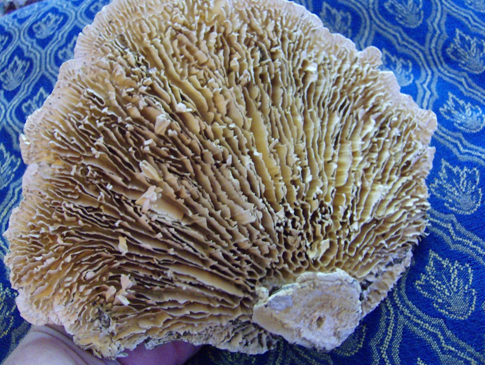 MAGICK Mystical Sponge Mushroom Extra Large by TheMagickHearth
