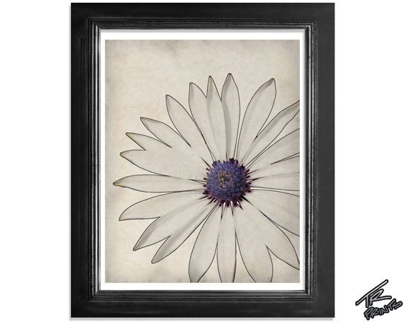 A White Daisy Close Up - The Botanical Series - Fine Art Print 8x10