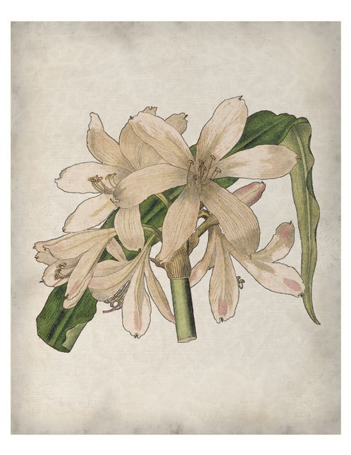 The Amaryllis White Flower - The Botanical Series - Fine Art Print 8x10