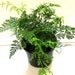 Rabbit Foot Fern
