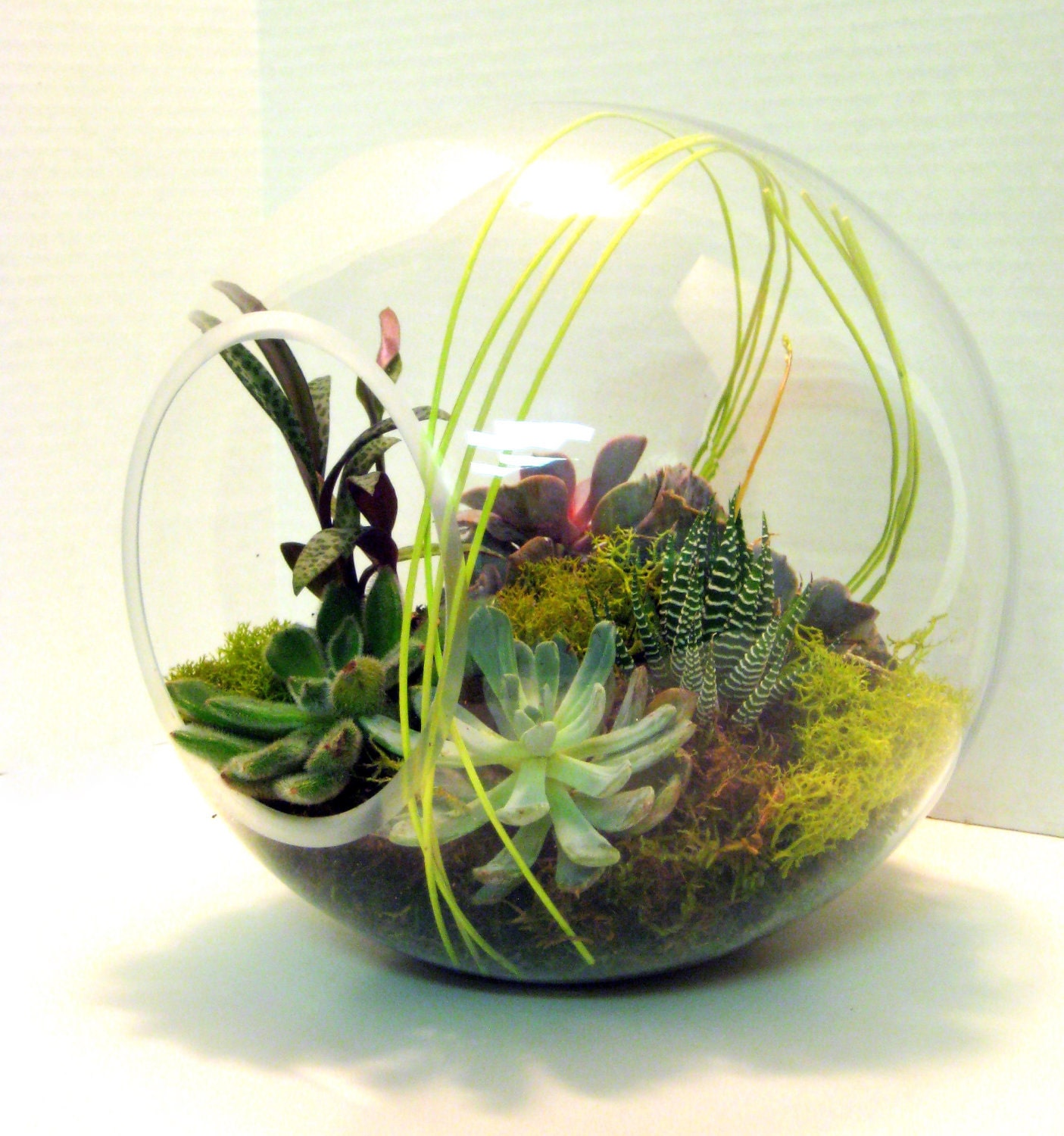 Modern Succulent Terrarium