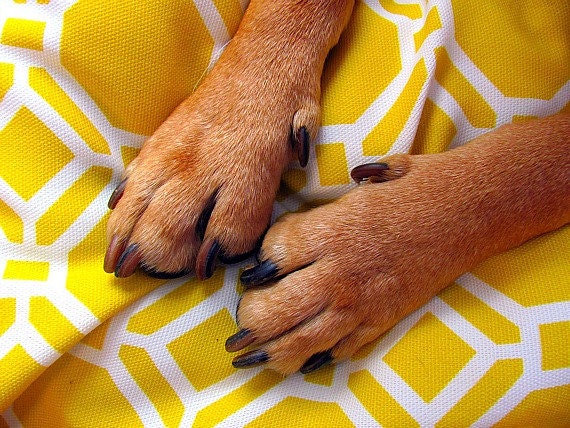 Large Dog Bed, Yellow, White, Modern, Medium Dog Bed
