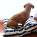 Dog Bed, Navy, Nautical, Beach, Blue, White, Modern, Large, Medium Dog