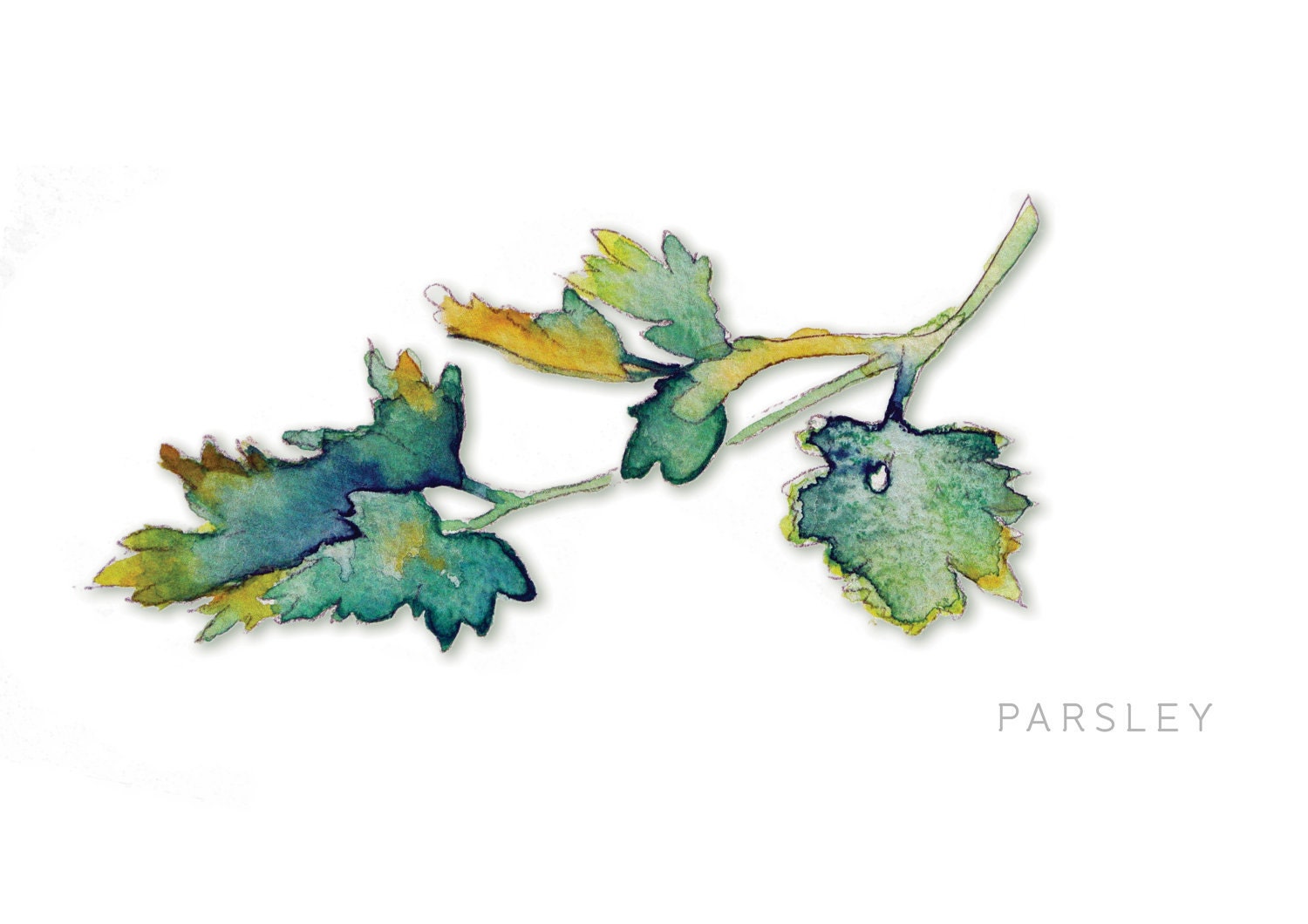 Parsley Print of Original Watercolour