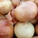 Heirloom Walla Walla Onion Seeds