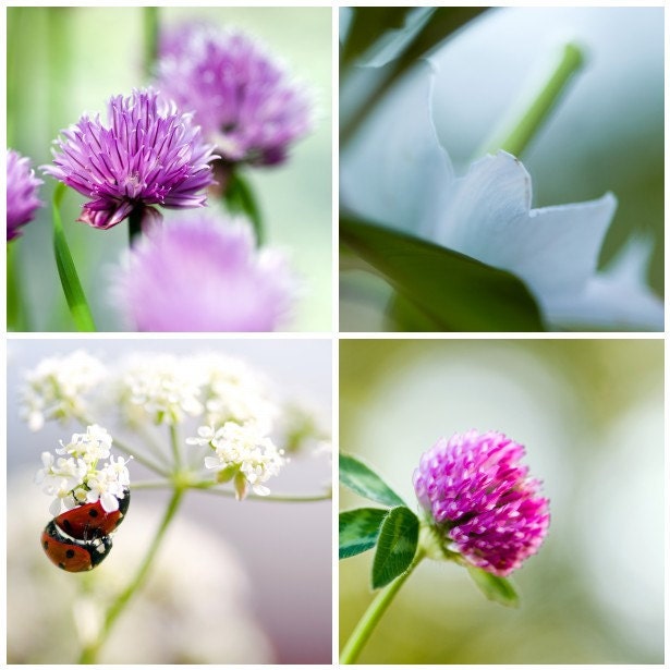 Set of 4 fine art photo postcards - pink white floral photography ladybug dreamy macro pastel summer