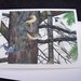Bird note card watercolor chickadees boreal chickadees greeting card